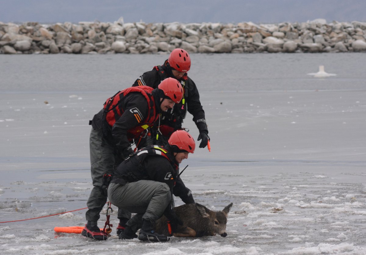 Firefighters gather around a deer after rescuing it from thin ice on Okanagan Lake on Thursday morning.