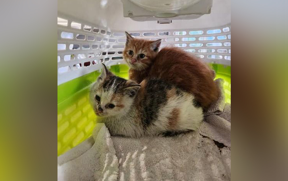 The two kittens that were rescued on Friday in Kelowna, B.C.