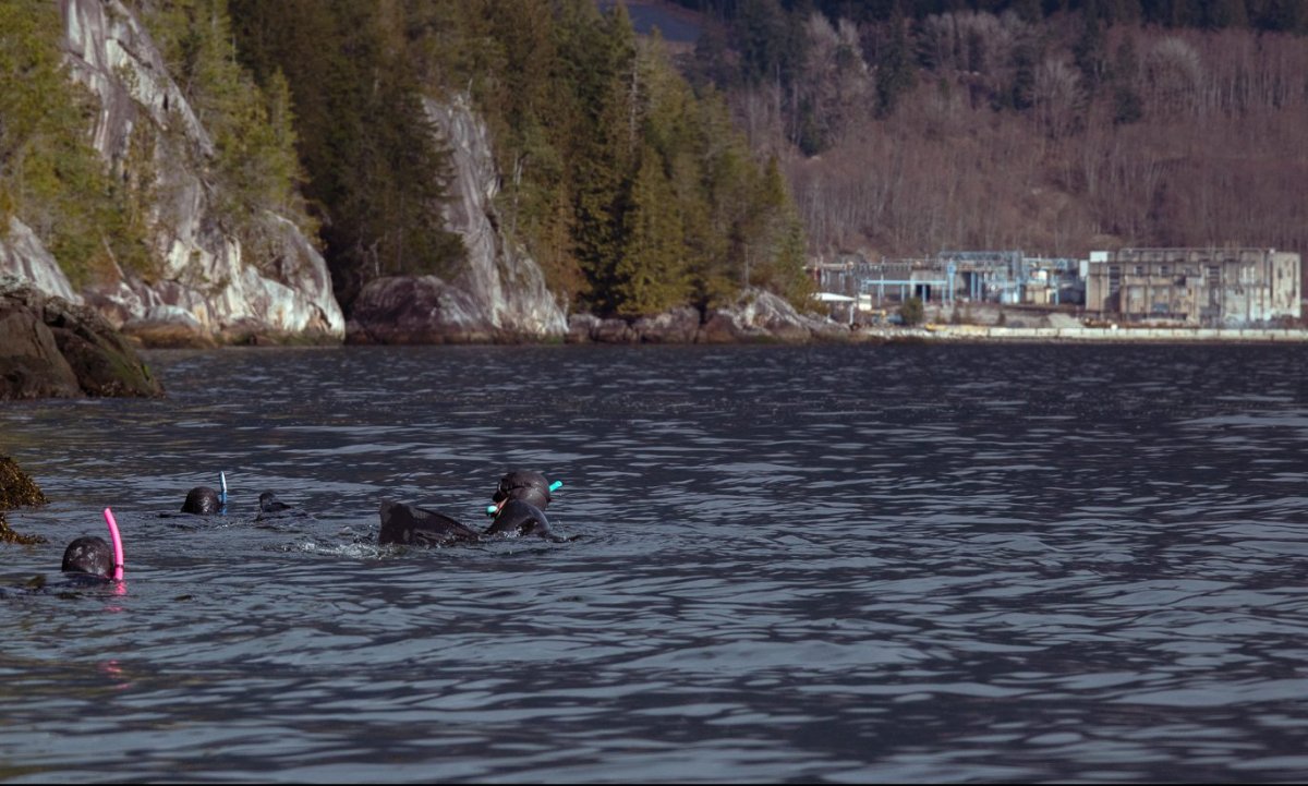 Youth from the Squamish Nation snorkel in the frigid waters of Átl’ḵa7tsem-Howe Sound to look for herring. Considered a 'forage' fish, herring feed animals right up the food chain, and are an indication of ecosystem health.