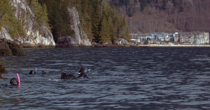 Snorkeller drowns near Furry Creek in shallow waters – BC | Globalnews.ca