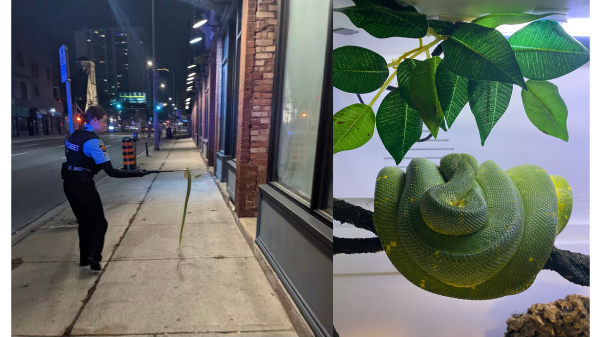 Police say a man broke a window and took a rare and expensive python from The Reptile Store on King Street early on Dec. 8, 2022. The snake was retrieved by police after it fell out of the accused's jacket.