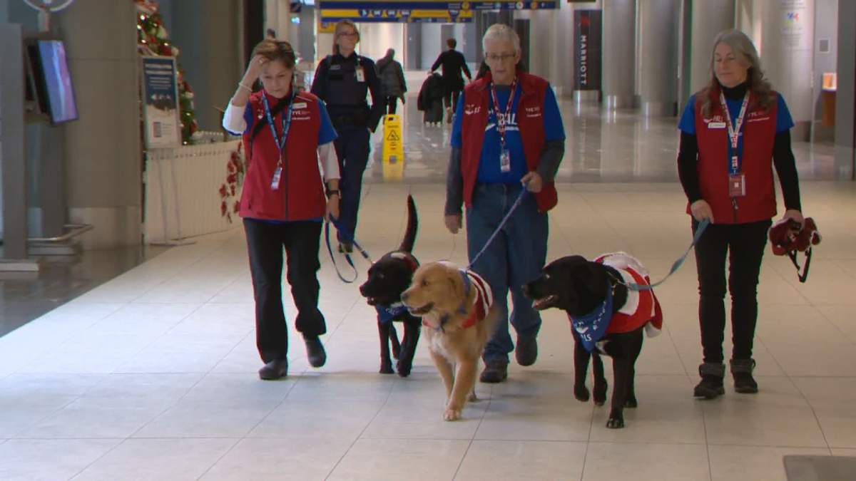Pre-board Pals return to YYC