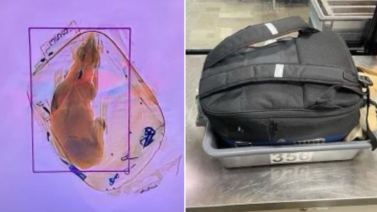A split photo. On the left is the x-ray of the dog. On the right is the backpack carrier.