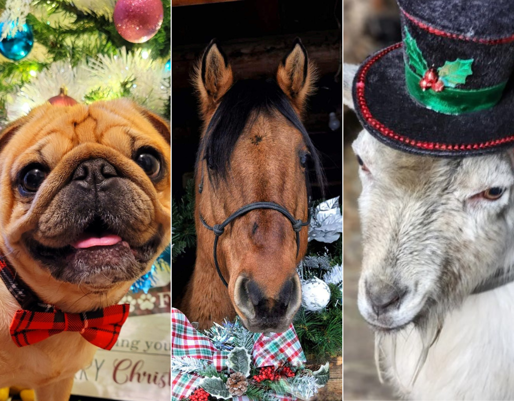 Global News recieved hundreds of photos of your pets getting into the holiday spirit, including horses, pups, goats...and more!