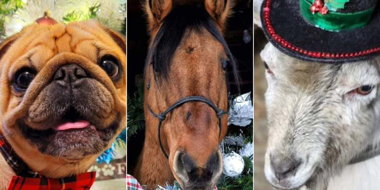 Deck the halls with fur and fluff — Global readers share holiday pet photos