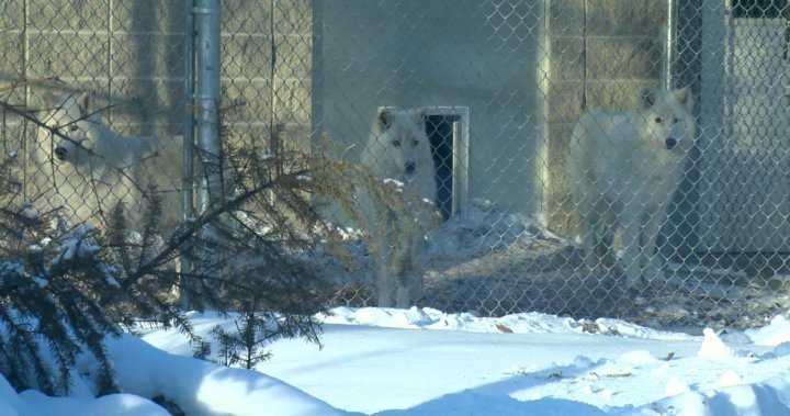 Saskatoon Forestry Farm Park and Zoo welcomes new arctic wolves