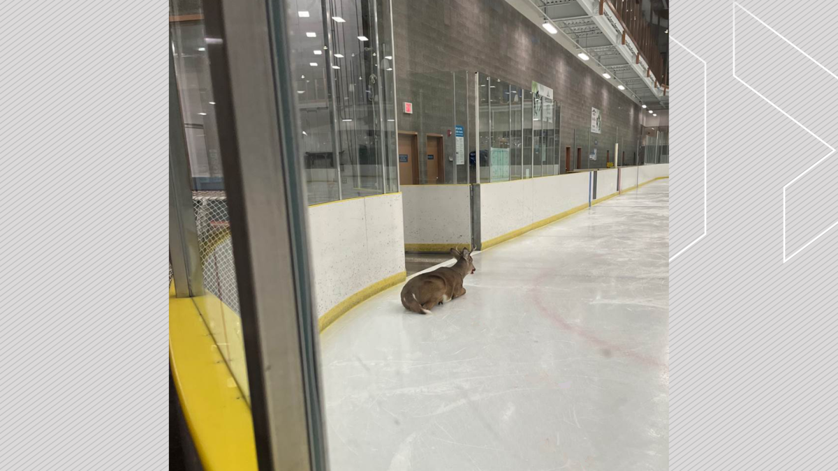 A deer was confused when he made his way into a hockey rink at the Ardrossan Recreation Complex east of Edmonton last week.