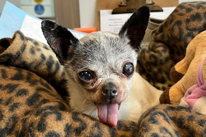 ‘Christmas miracle’: Senior Chihuahua missing for 3 years reunited with B.C. family