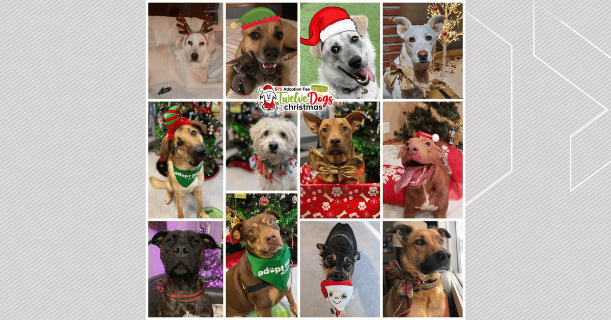 AARCS holiday adoption campaign has had 'no interest', 12 dogs await homes  | Country 105
