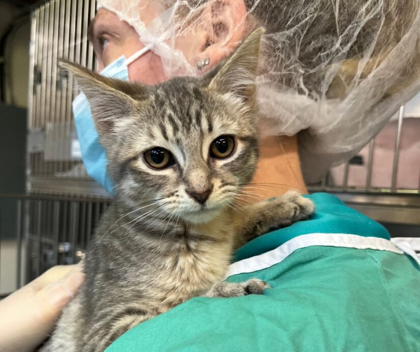 Kittens found huddled together in taped-up box at Vancouver construction site