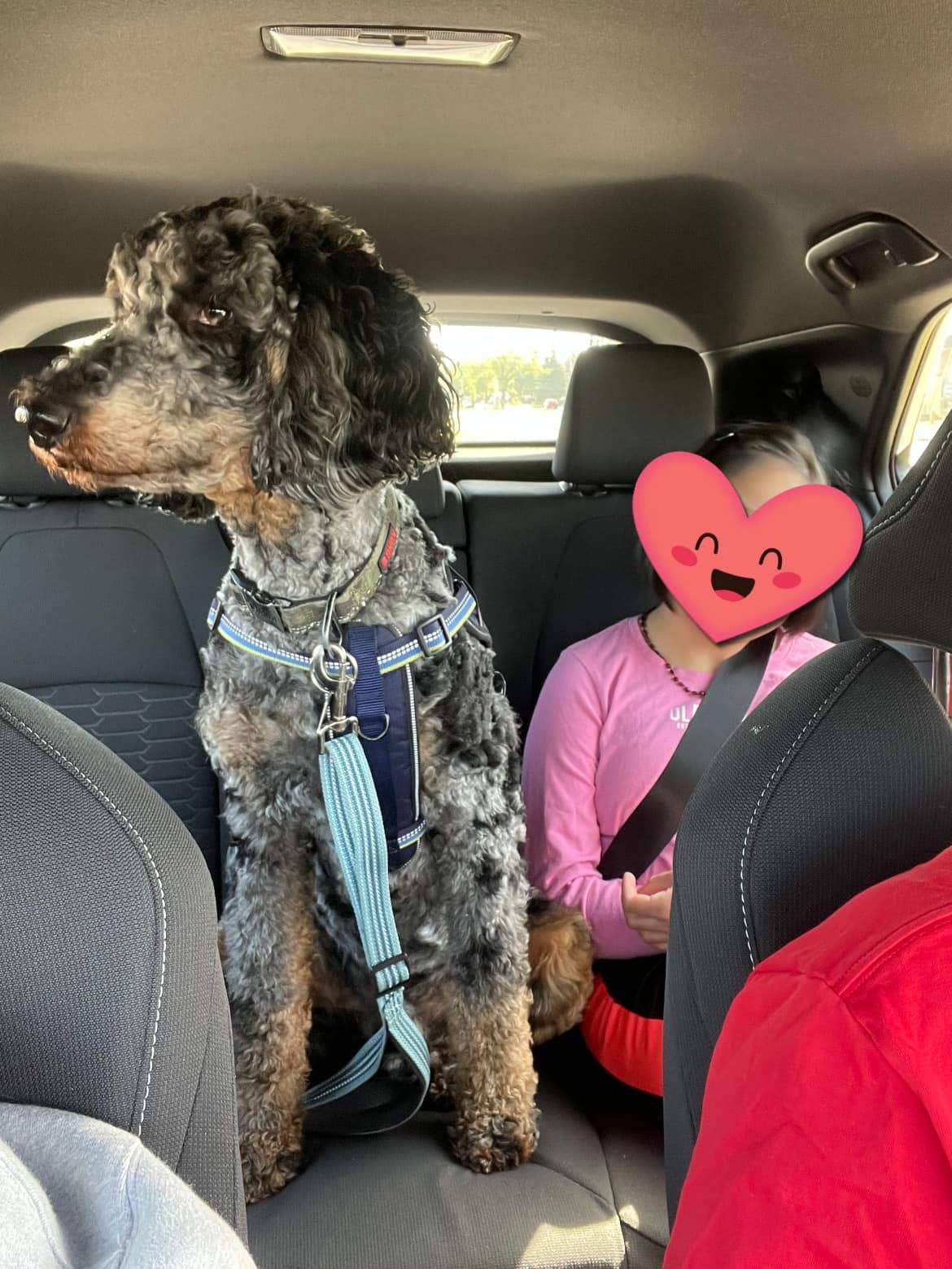 Noble is an emotional support pet.