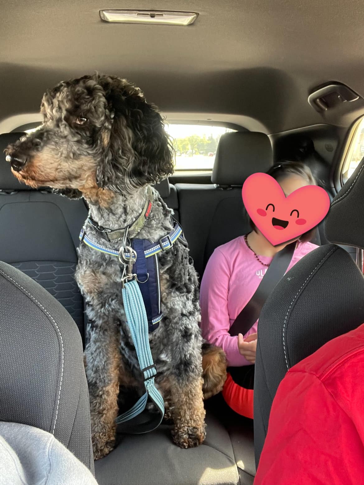 Noble is an emotional support pet.