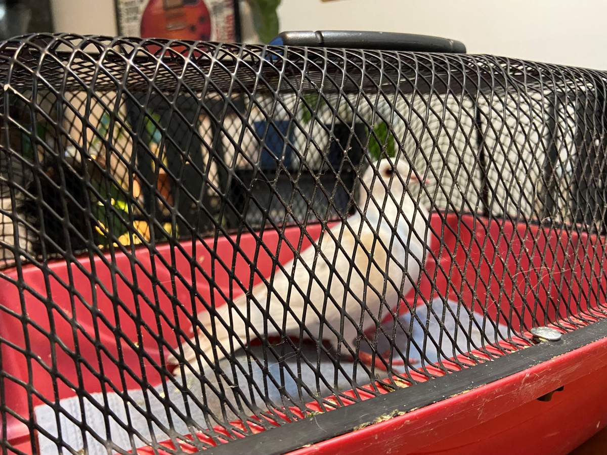 Pigeon rescued from a frozen front porch in Calgary in late November.