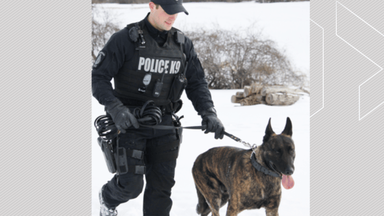 Police Service Dog Gryphon | News, Videos & Articles