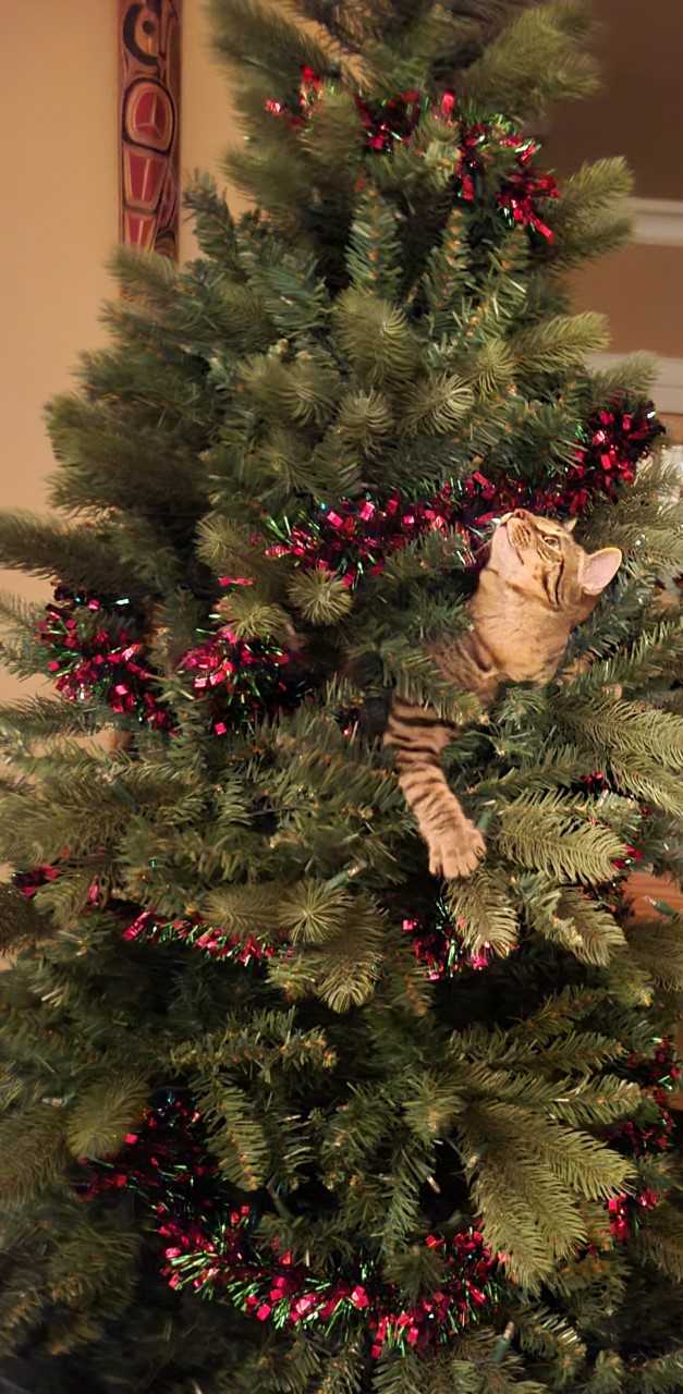 Deck the halls with fur and fluff — Global readers share holiday pet photos - image