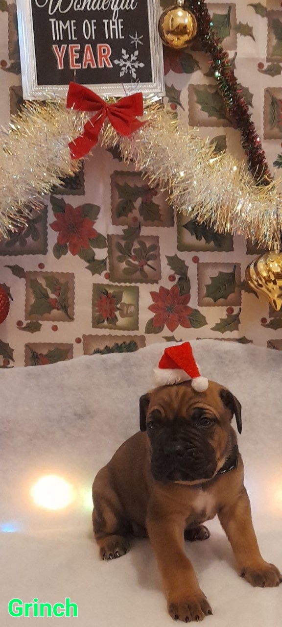 — Shine City Mastiffs, Saskatoon