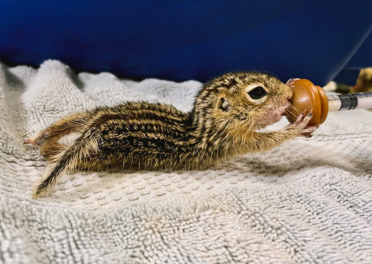 lined Ground Squirrel .