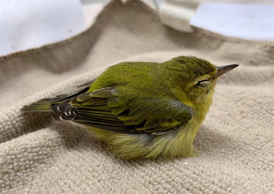 Tennasee Warbler Window Strike