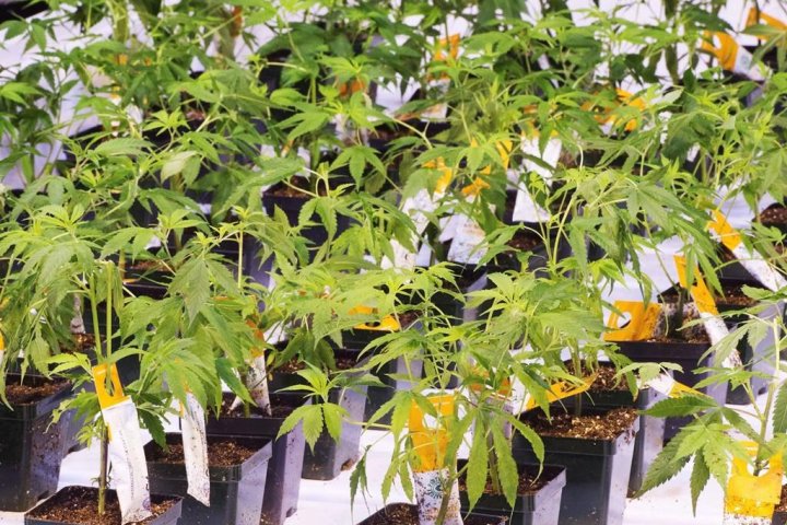 Aurora Cannabis CEO’s compensation up 38% amid stock drop
