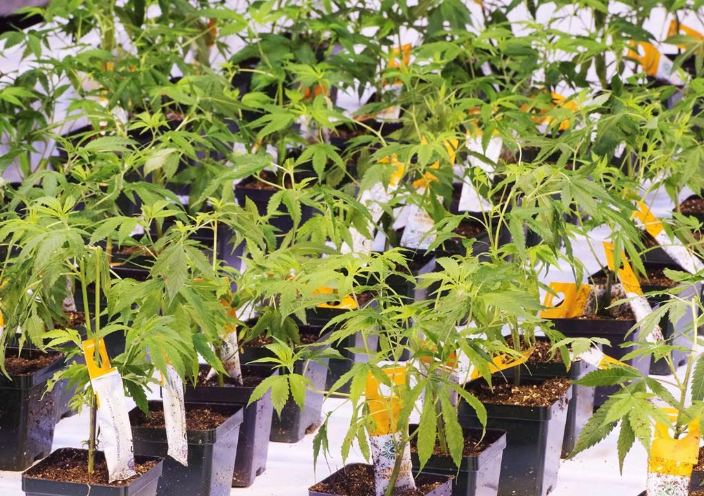 Aurora Cannabis Inc. says it has closed the sale of its Aurora Polaris facility. Cannabis seedlings are shown at an Aurora Cannabis facilty Friday, November 24, 2017 in Montreal.