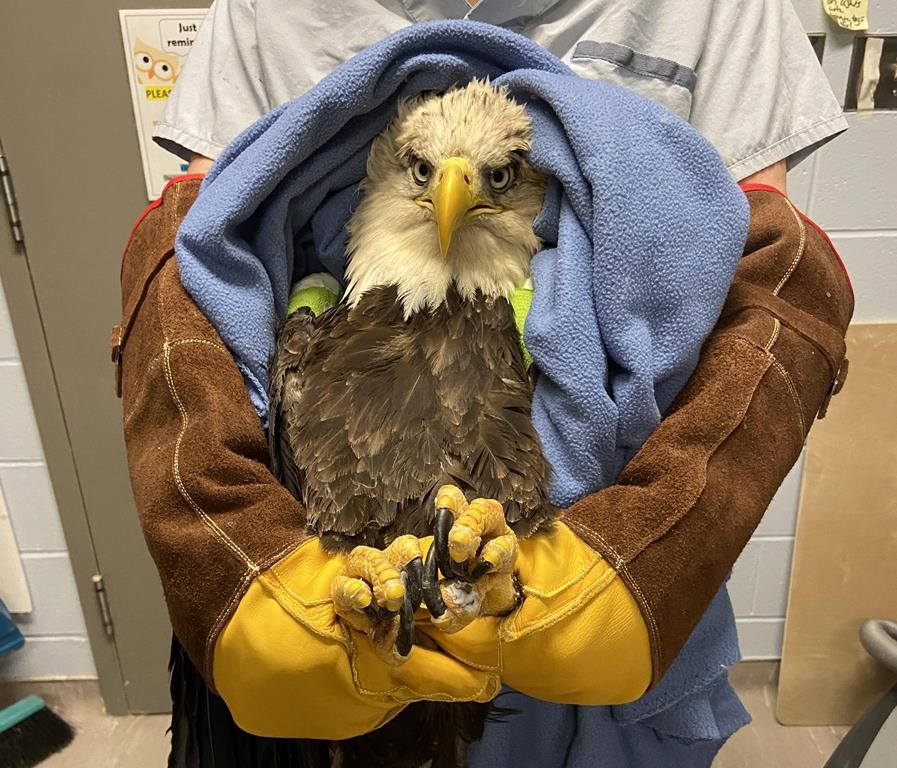 The bald eagle that was brought into the Atlantic Veterinary College hospital in Prince Edward Island after being hit by a car in October 2021 is shown in a handout photo. The eagle is doing well and settling in a new home. THE CANADIAN PRESS/HO-Atlantic Veterinary College **MANDATORY CREDIT** .