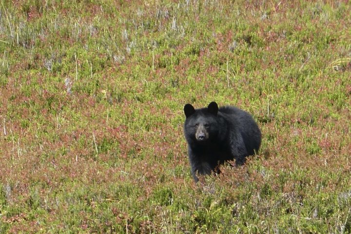 ‘Municipalities need to take leadership’: 500 B.C. black bears killed in 2022
