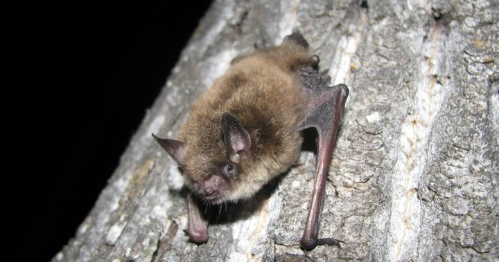 Fungus behind disease devastating bat populations found in southeastern BC