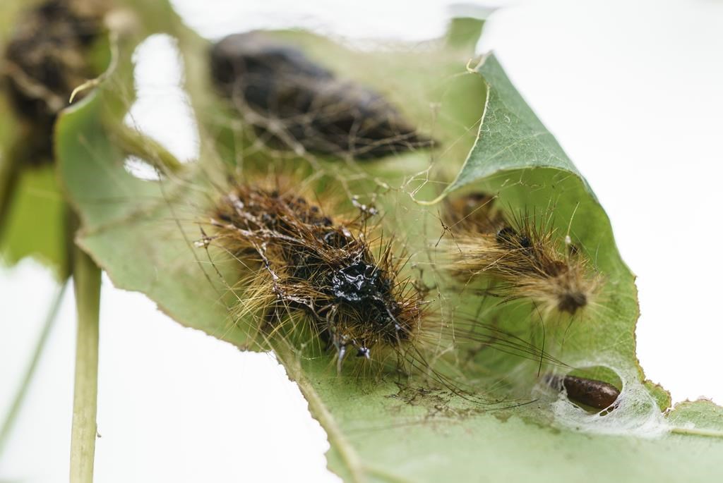 The B.C. government is planning to launch an insecticide spraying program this spring that targets invasive spongy moths, formerly known as gypsy moths.
