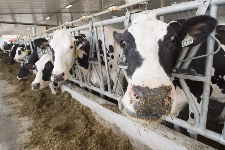 Alberta stakeholders react to new UN report on role of meat, dairy, eggs
