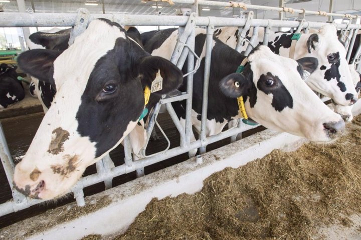 Milk prices in N.B. set to increase four cents per litre starting Feb. 1