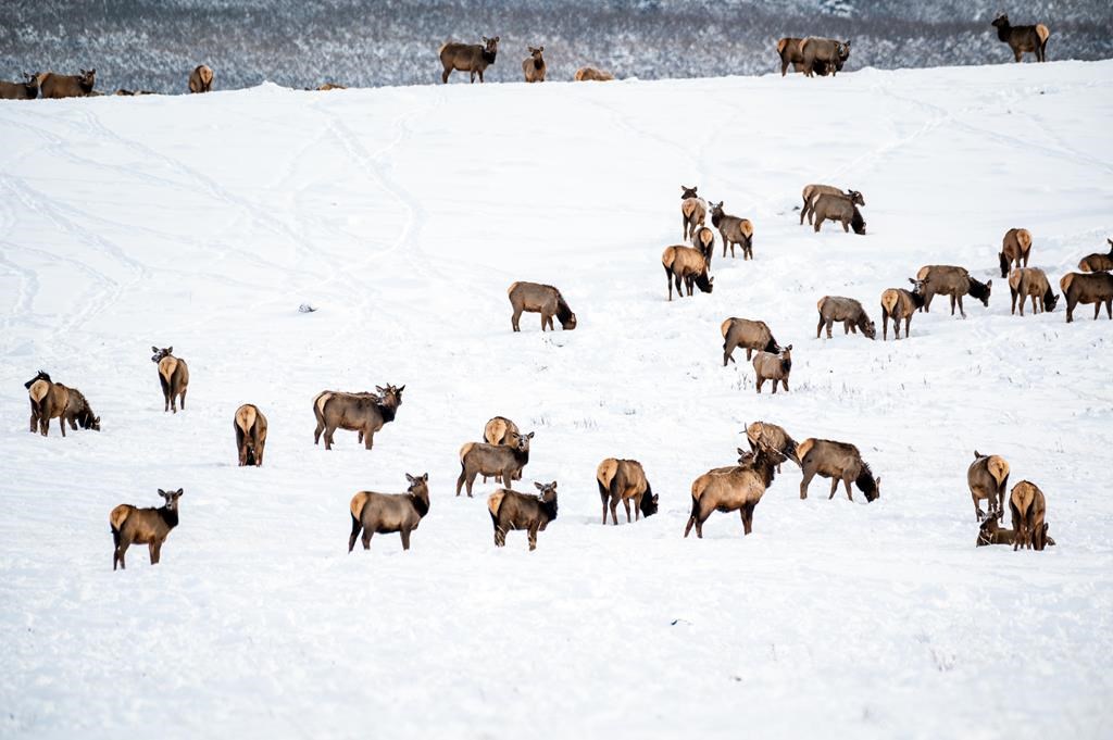 A herd of elk are seen on a property in the Waterton Park Front in Alberta in this handout photo provided Jan. 30, 2023