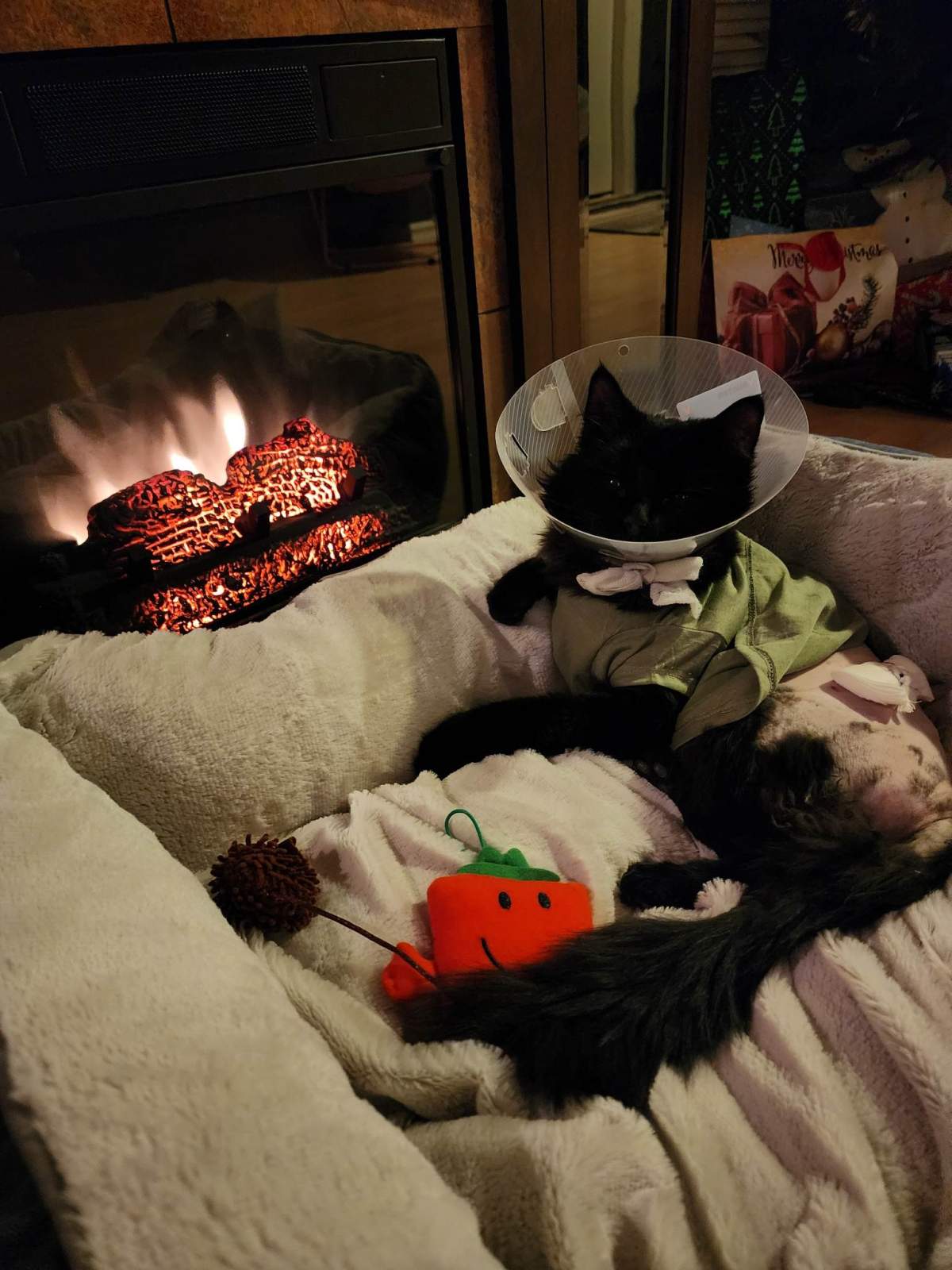 A family cat named Milo is recovering after being shot with an arrow while missing from his family's home in north Edmonton in January 2023.