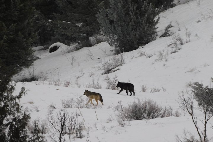 ‘It’s pretty majestic’: Kelowna B.C. man captures images of a pack of wolves while hiking