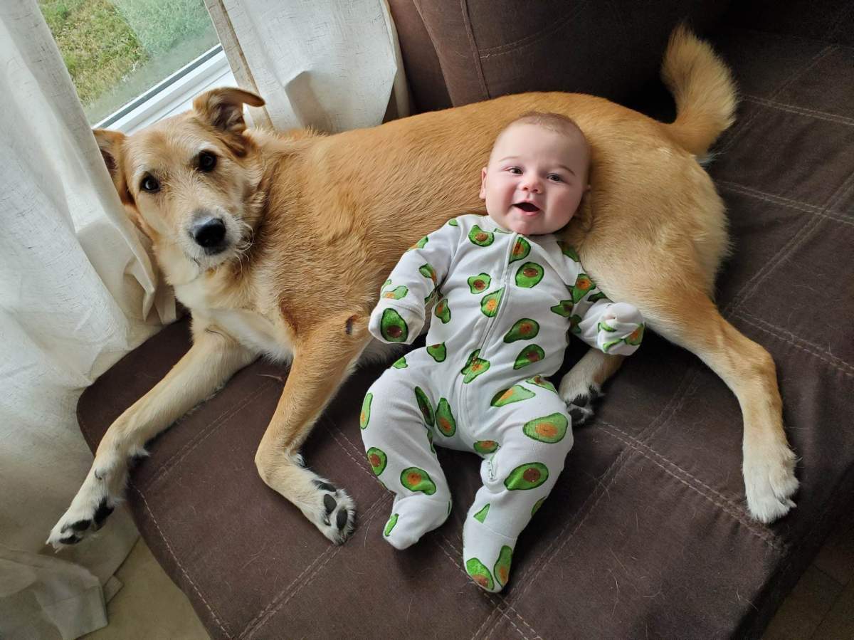 Megan Copeland’s dog, Henry, and her eight-month-old son.