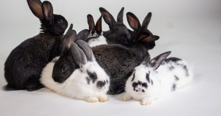 Kingston Animal Rescue sees more than 1,000% increase in rabbit surrenders