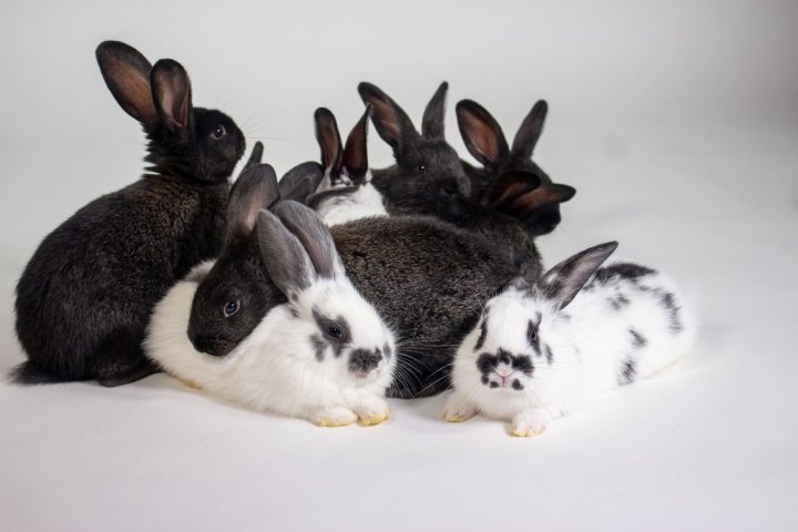 Kingston Animal Rescue sees more than 1,000% increase in rabbit surrenders