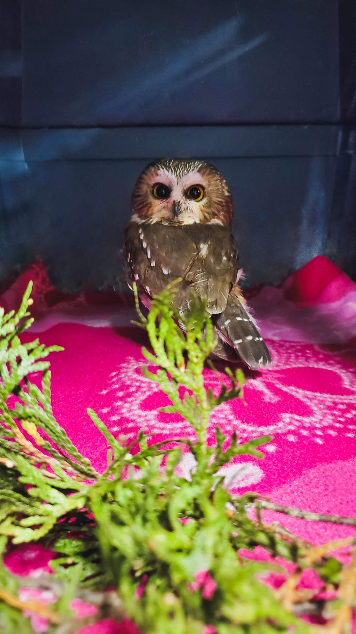 Northern Saw-Whet Owl – Nov2022