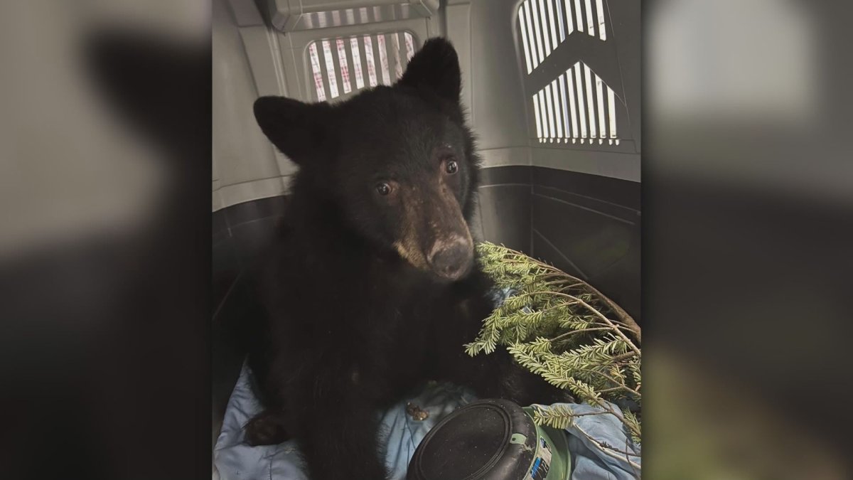 An orphaned black bear has been rescued and is in rehabilitation with the Critter Care Wildlife Society in B.C. after wandering around Lions Bay for weeks in search of food last year.