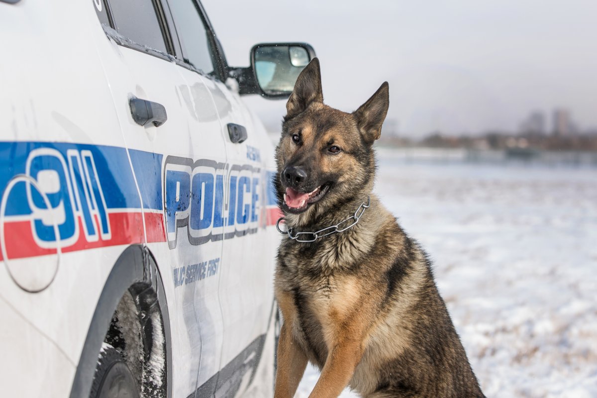 Luka the dog, the Regina Police Service's first explosive detection dog, has died leaving holes in the hearts of those he touched, including his handler.