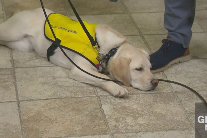 CNIB Guide Dogs with Purpose Gala to fundraise for guide dog training