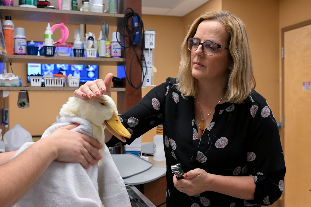 Dr. Alexandra Kintz Konegger, of K. Vet Animal Care, examines a rescued Pekin Duck with an infected eye at her veterinary clinic in Greensburg, Pa., Tuesday, Oct. 11, 2022. Most pets hate visiting the vet. Now it's becoming a lot more unpleasant for their owners, too. America's worst bout of inflation in four decades has swollen the cost of your dog or cat's visit to the animal doctor.(AP Photo/Barry Reeger).