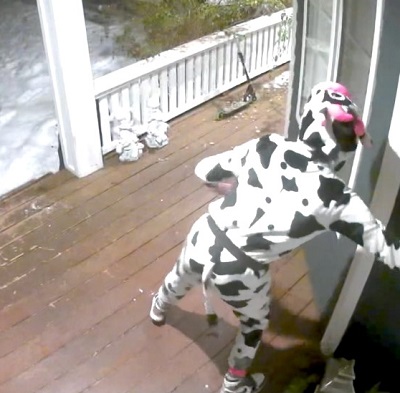 A photo of the ‘cow’ ringing the doorbell.