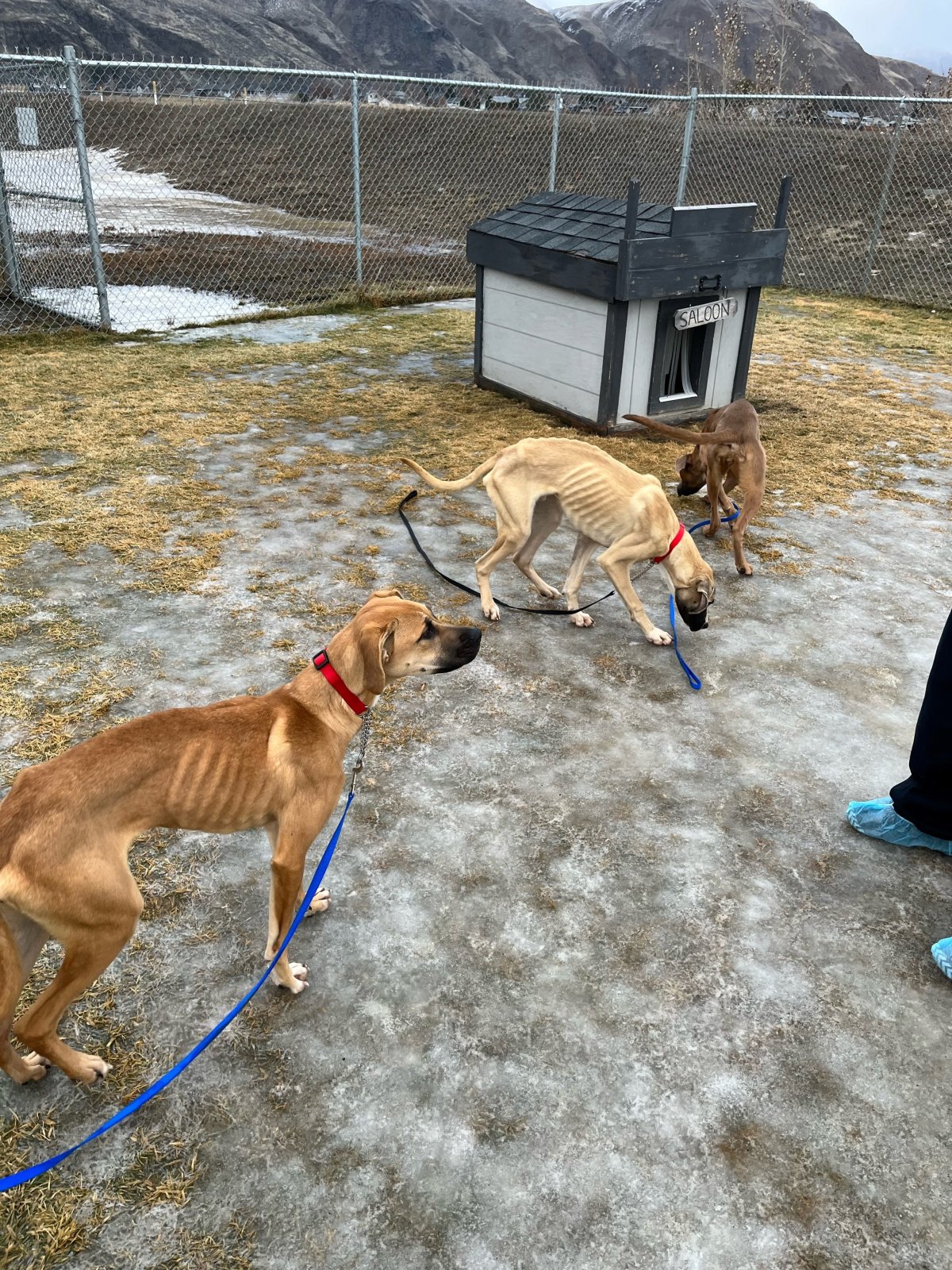 Three of the dogs that were seized by the BC SPCA from a man who was breeding dogs in Clearwater, B.C.