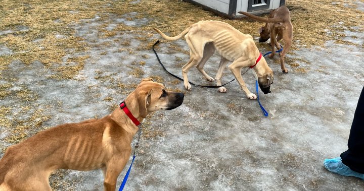 B.C. man whose emaciated dogs were seized loses appeal to have 4 returned
