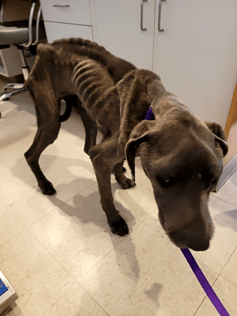 ‘One of the worst cases I’ve seen’: Emaciated dogs, puppies seized from ...