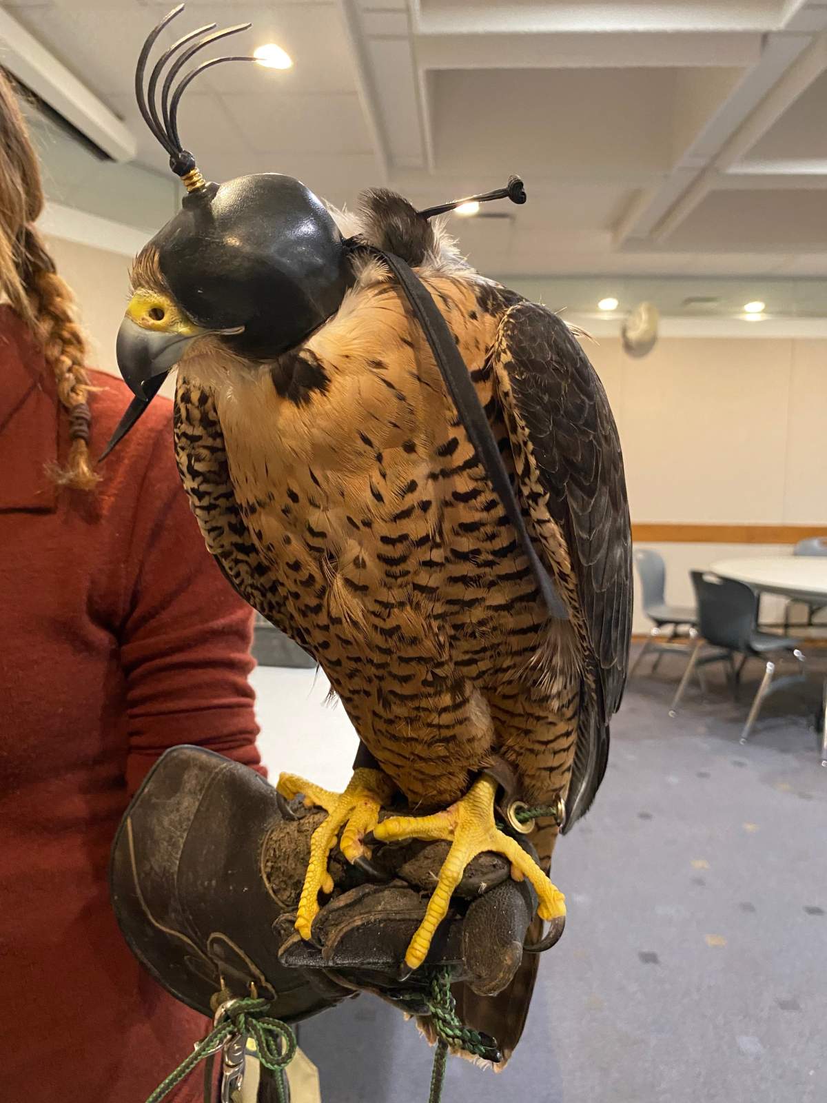 Dana Green’s peregrine falcon Eos can travel close to 300 km per hour.
