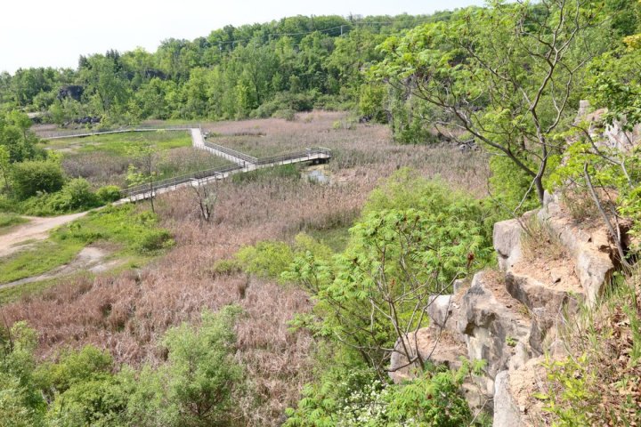 Biodiversity pilot spanning Cootes Paradise, Hamilton escarpment gets $3.5M from Canada