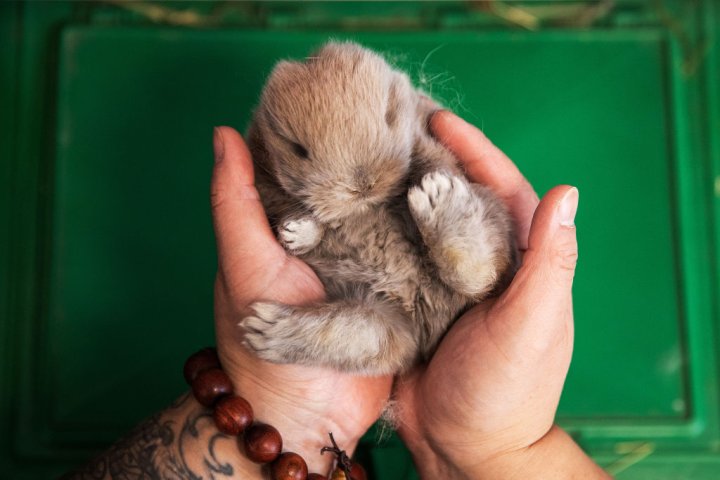 Year of the Rabbit: Canada’s animal shelters urge not to adopt bunnies on a whim