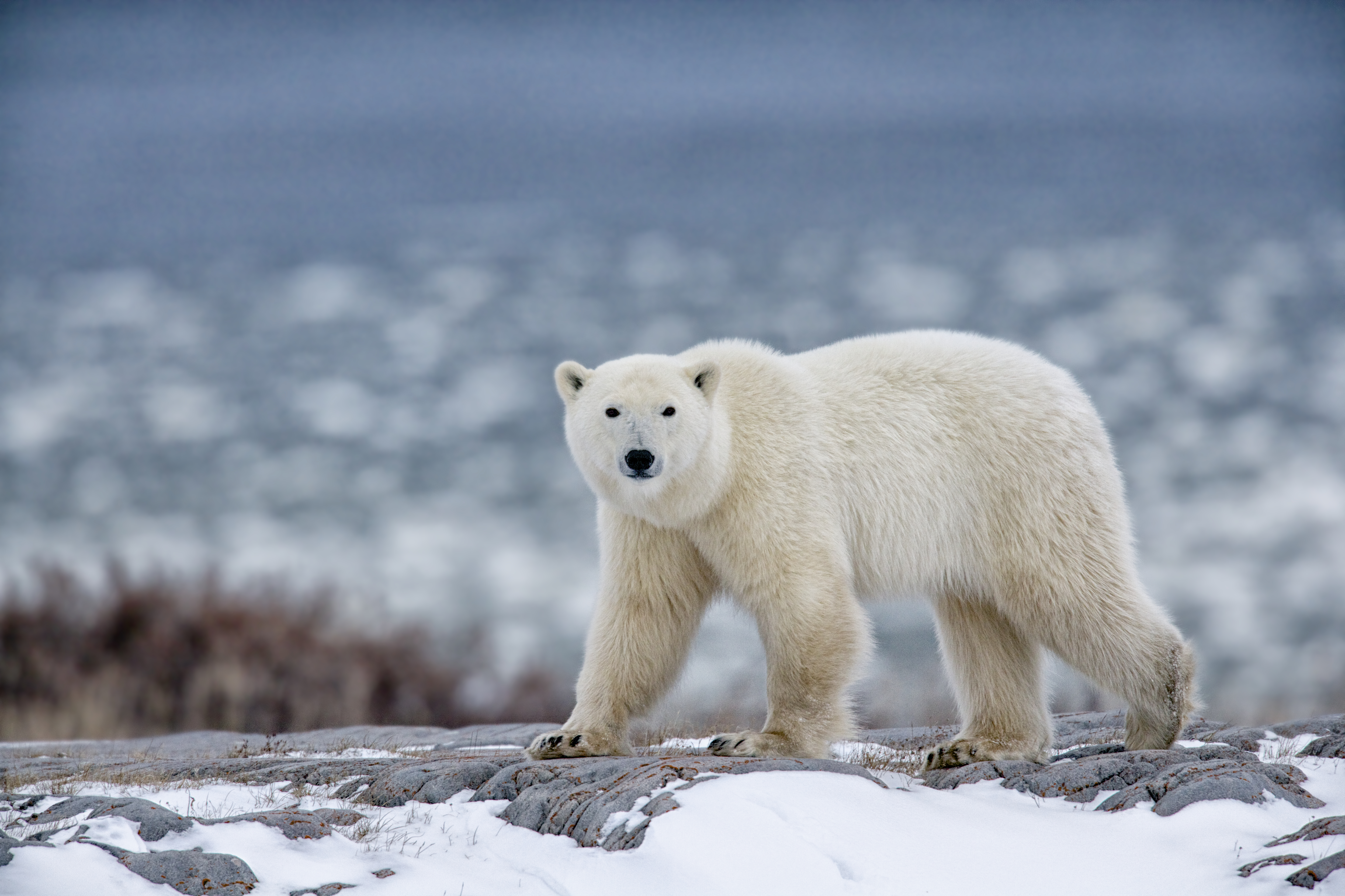 Polar Bear Kills Woman And Boy In Rampage Through Remote Alaskan ...