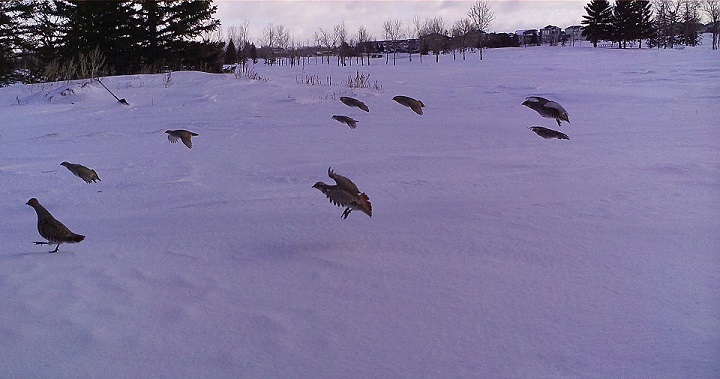 An image captured by the Royal Saskatchewan Museum showcases Gray Partridges outside in the snow.